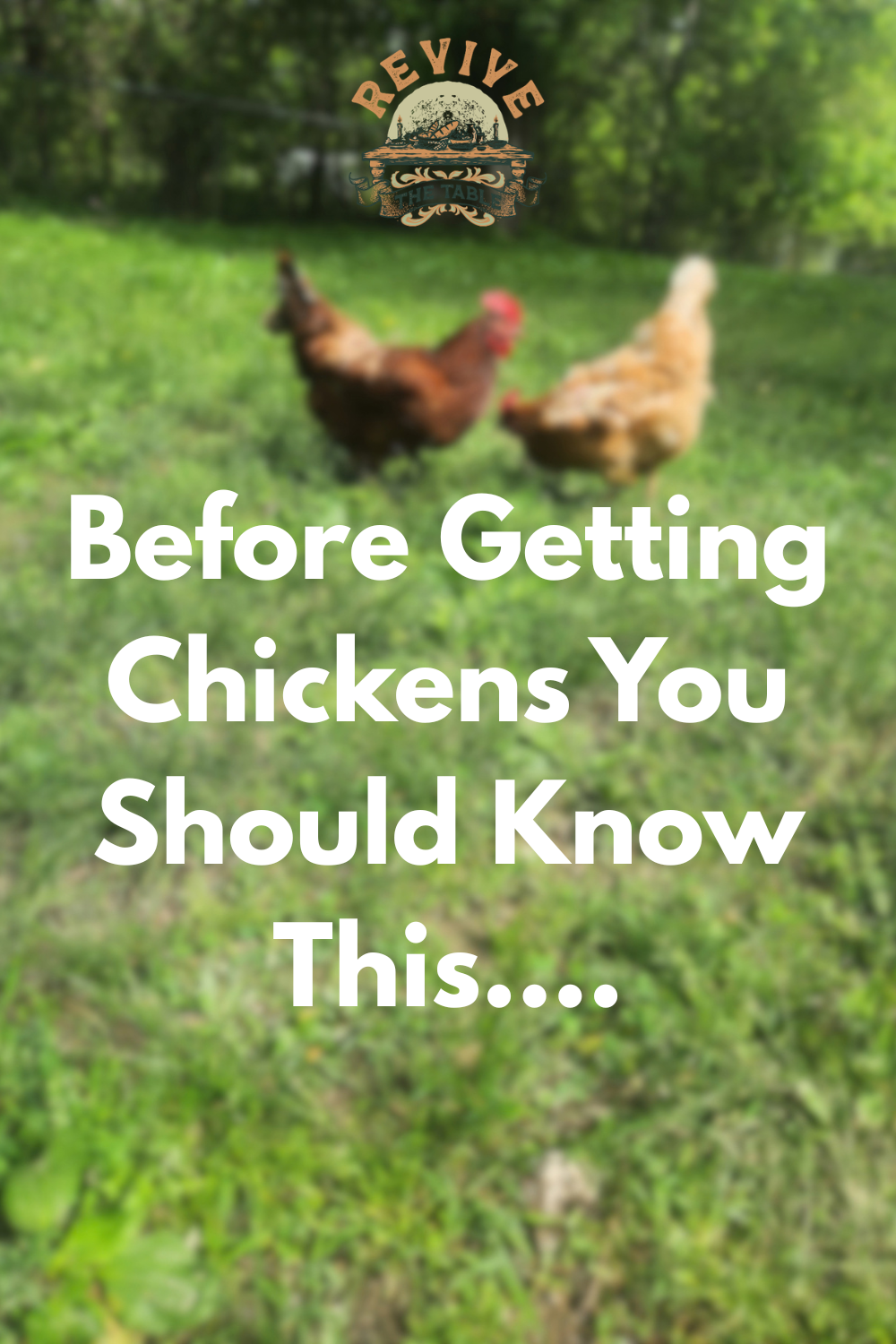 Before Getting Chickens Your Should Know....